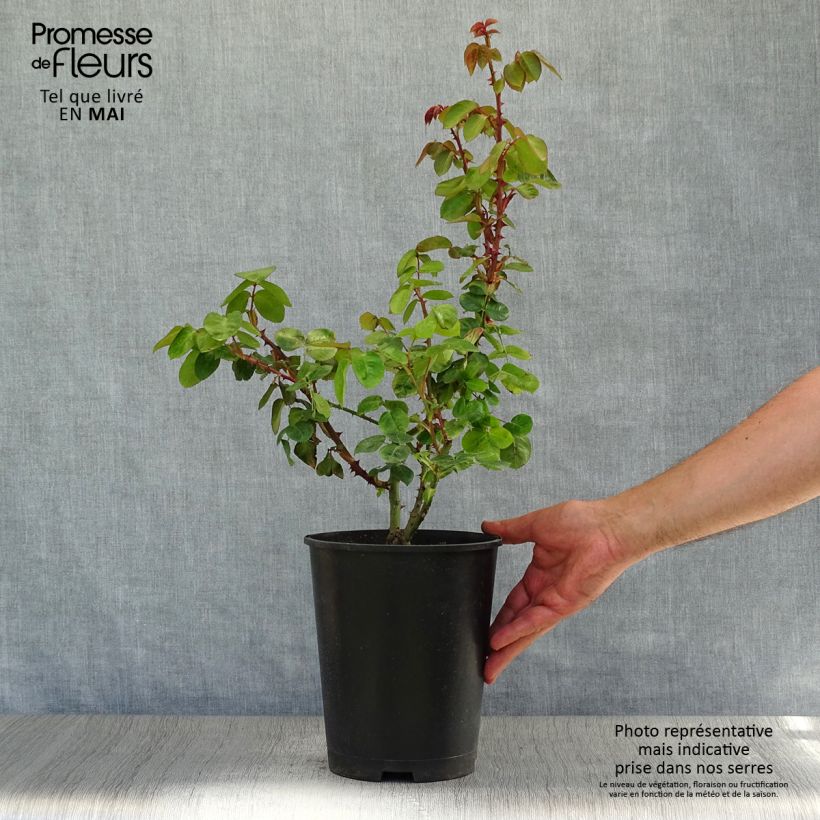 Spécimen de Rosier grimpant Ozeana Pot de 4L/5L tel que livré au printemps
