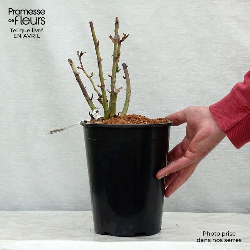 Spécimen de Rosier grimpant Papi Delbard en pot de 3/4L tel que livré au printemps