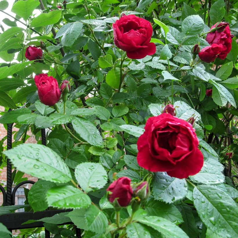 Rosier grimpant Paul's Scarlet Climber (Feuillage)