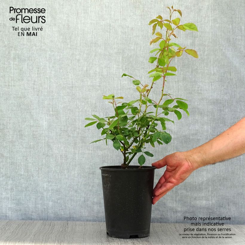 Spécimen de Rosier grimpant Paul's Scarlet Climber en pot de 4L tel que livré au printemps