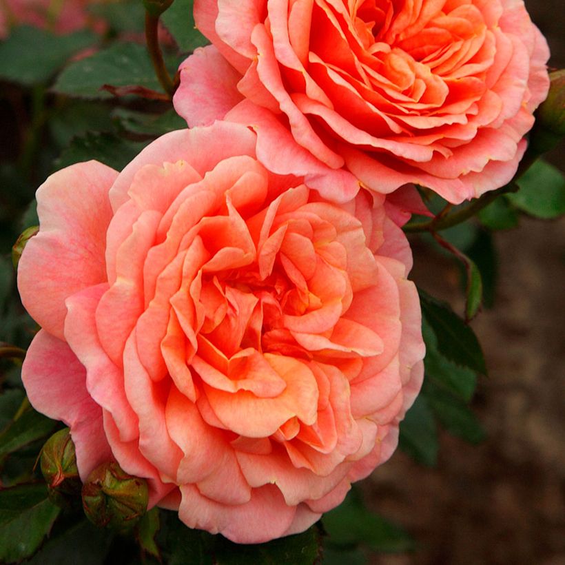 Rosier grimpant Peach Melba (Floraison)