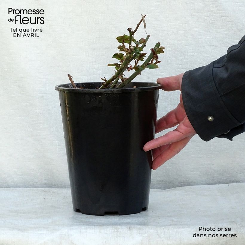 Spécimen de Rosier grimpant Penny Lane en pot de 4L tel que livré au printemps
