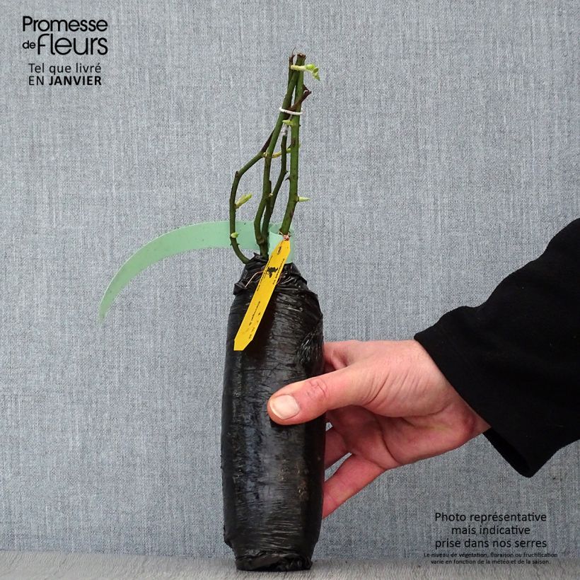 Spécimen de Rosier grimpant Perennial Blue en Motte tel que livré en hiver