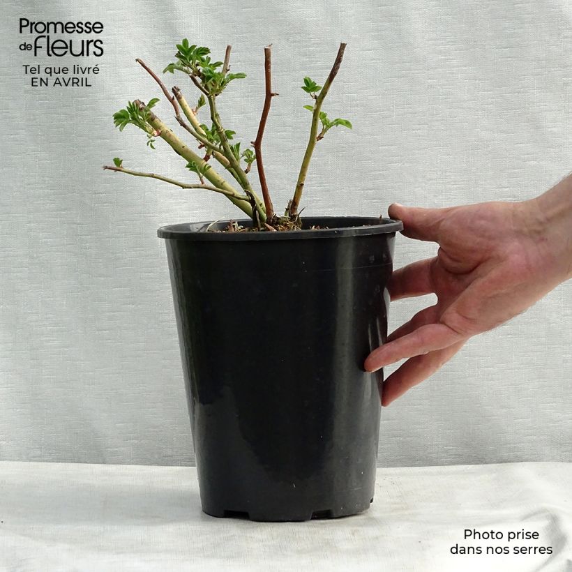 Spécimen de Rosier grimpant Perennial Blue en pot de 4L tel que livré au printemps