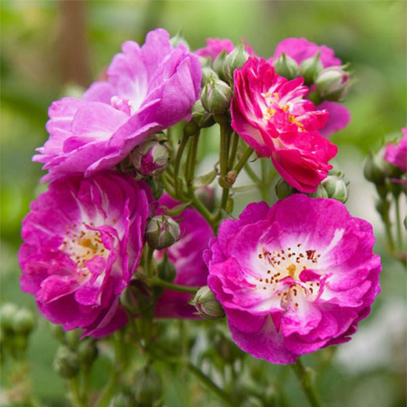 Rosier grimpant Perennial Blue (Floraison)