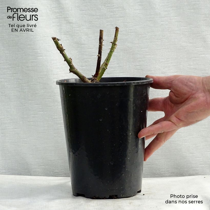 Spécimen de Rosier grimpant Pierre de Ronsard en pot de 4L tel que livré au printemps