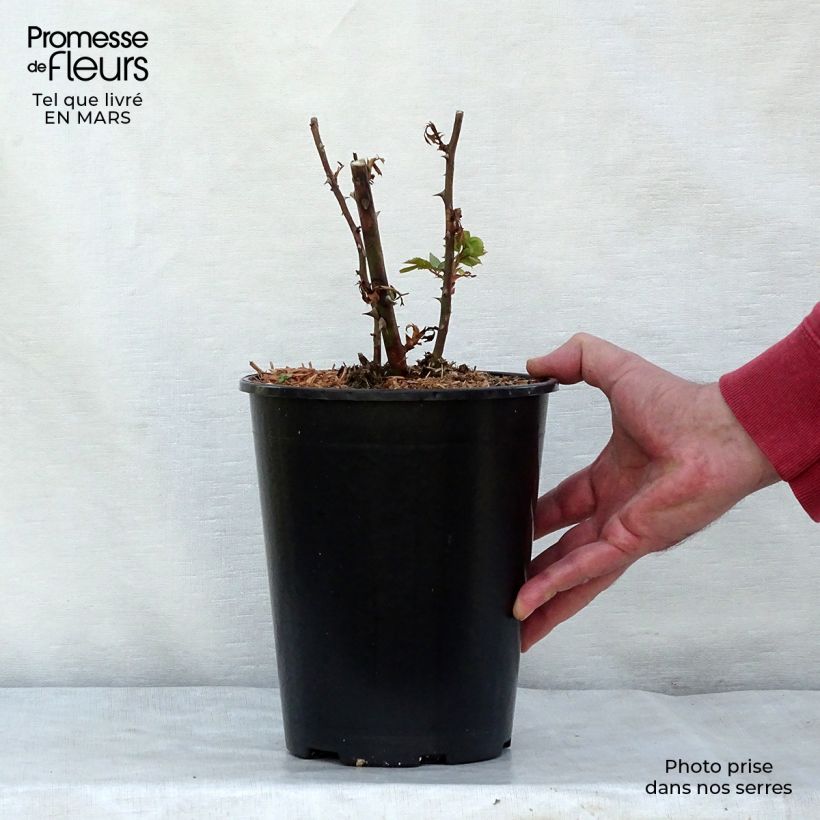 Spécimen de Rosier grimpant Pink Cloud en pot de 4L tel que livré au printemps