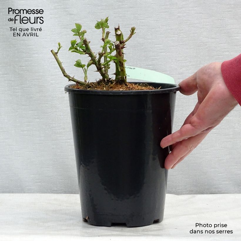 Spécimen de Rosier grimpant Polka en pot de 4L tel que livré au printemps