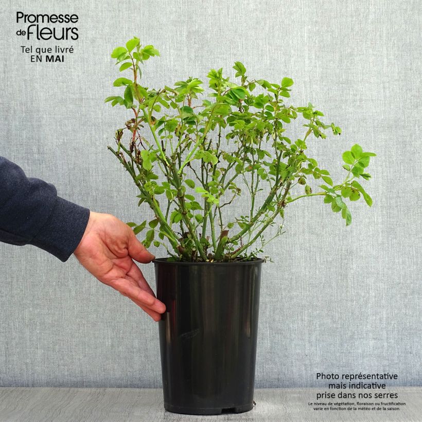 Spécimen de Rosier grimpant Rambling Rosie en pot de 4L/5L tel que livré au printemps