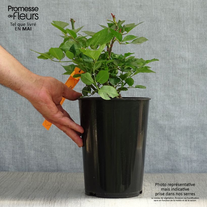 Spécimen de Rosier grimpant Red Eden Rose en pot de 4L tel que livré au printemps