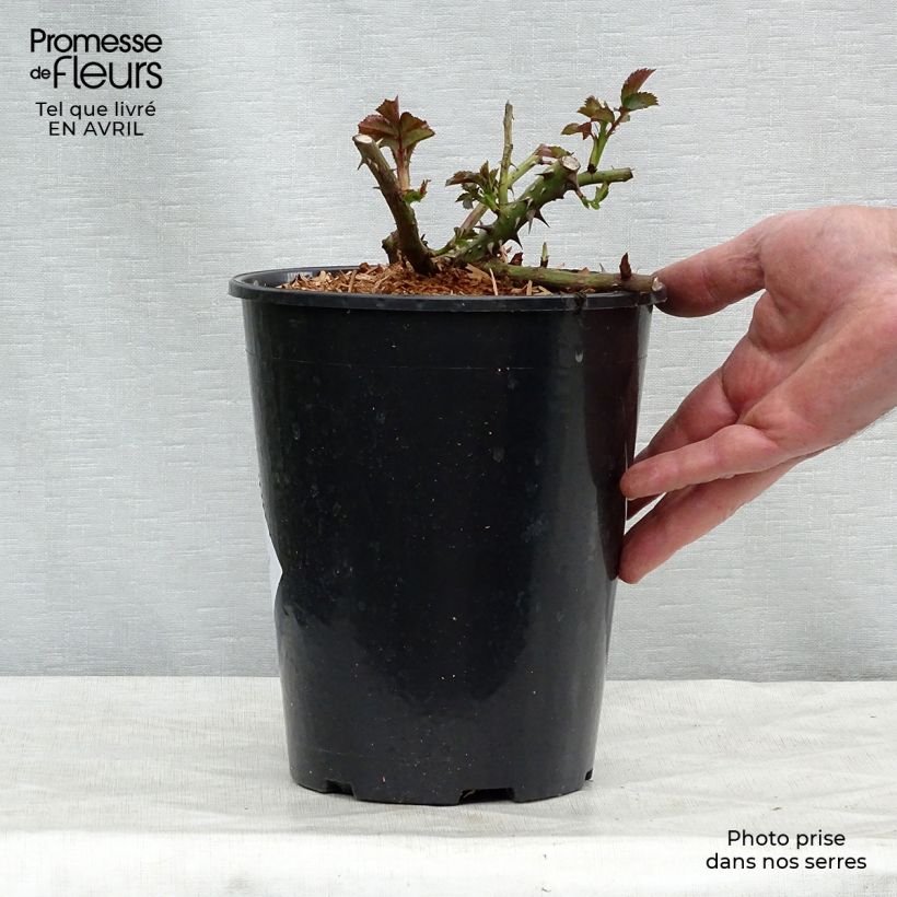Spécimen de Rosier grimpant Rosarium Uetersen en pot de 4L tel que livré au printemps