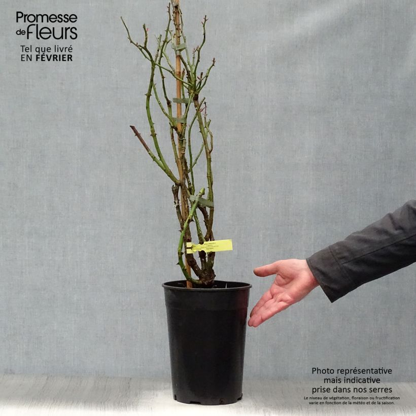 Spécimen de Rosier grimpant Rose de Perouges Laperou - Pot de 4L/5L tel que livré en hiver
