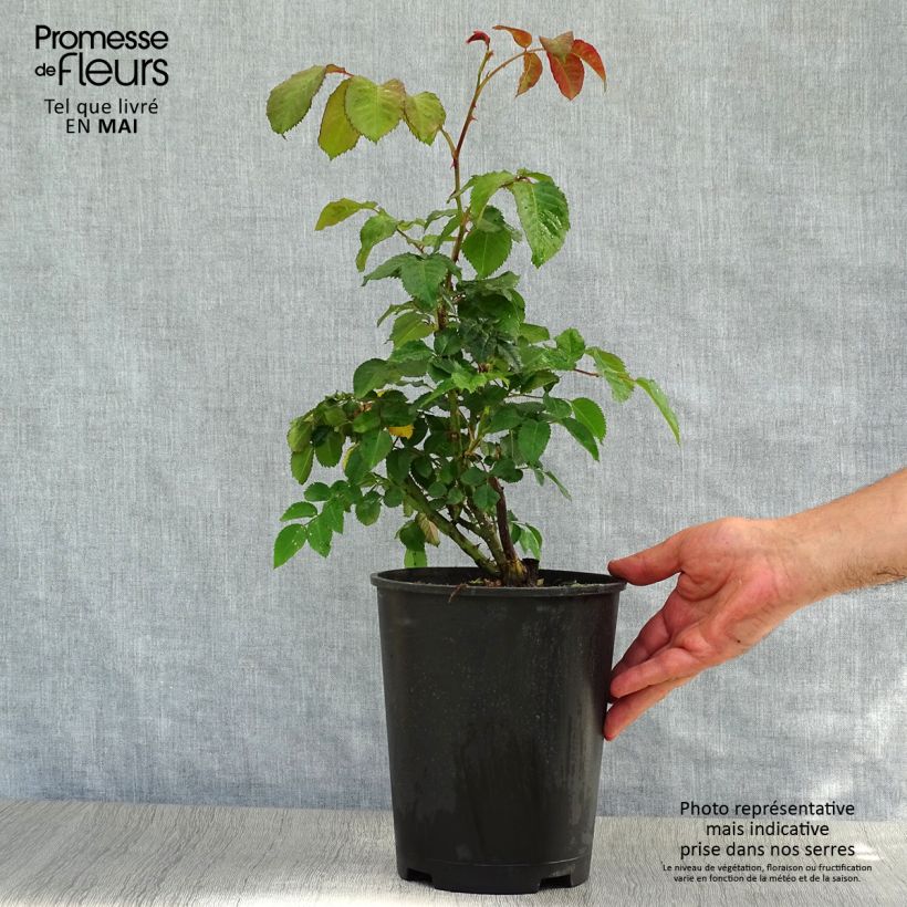 Spécimen de Rosier grimpant Rose de Tolbiac en pot de 4L tel que livré au printemps