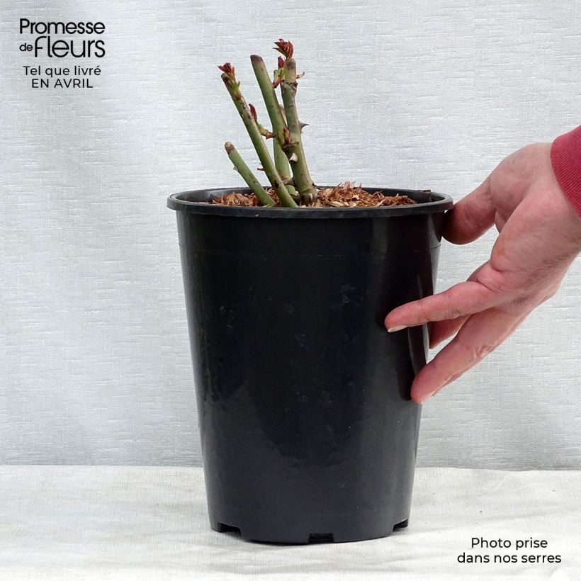 Spécimen de Rosier grimpant Schneewalzer en pot de 4L/5L tel que livré au printemps