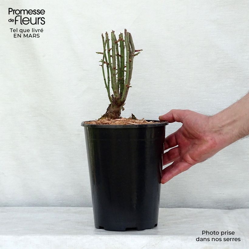 Spécimen de Rosier grimpant Seven Sisters Rose en pot de 4L tel que livré au printemps