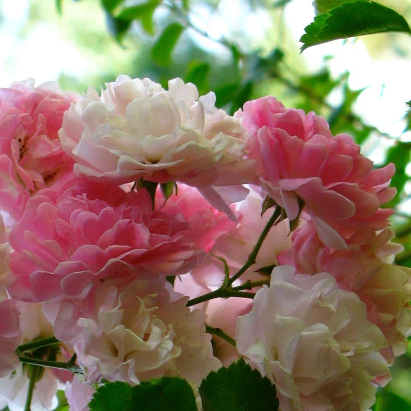 Rosier grimpant Seven Sisters Rose (Floraison)