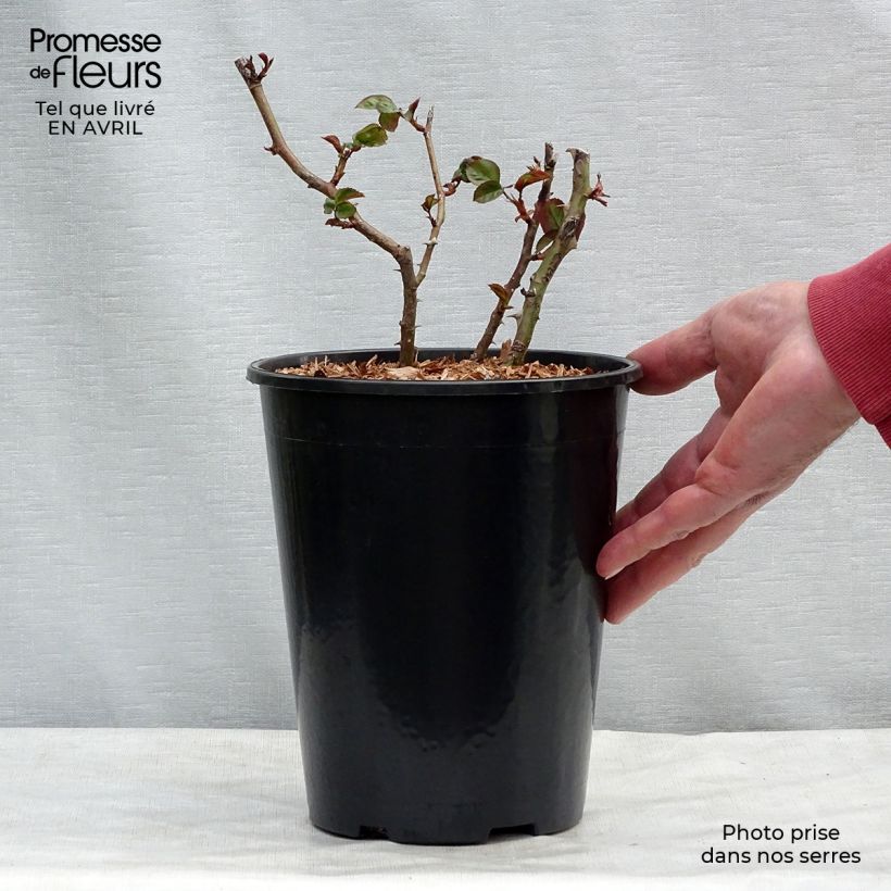 Spécimen de rosier grimpant Disting'O Orange  - Pot de 4L/5L tel que livré au printemps