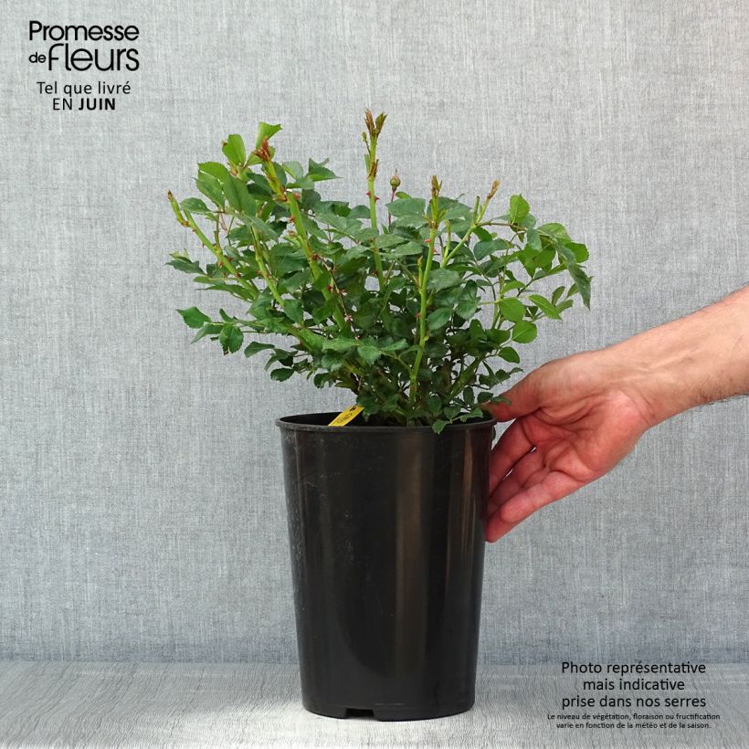 Spécimen de Rosier grimpant Siluetta Crimson - Pot de 4L/5L tel que livré au printemps