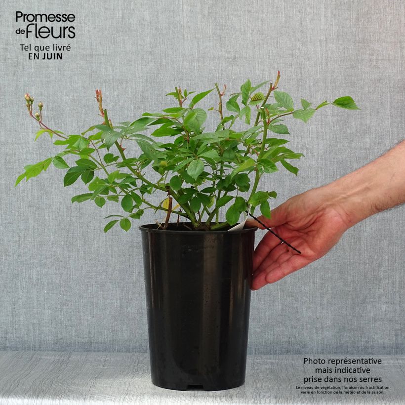 Spécimen de Rosier grimpant Siluetta Lavender - Pot de 4L/5L tel que livré au printemps