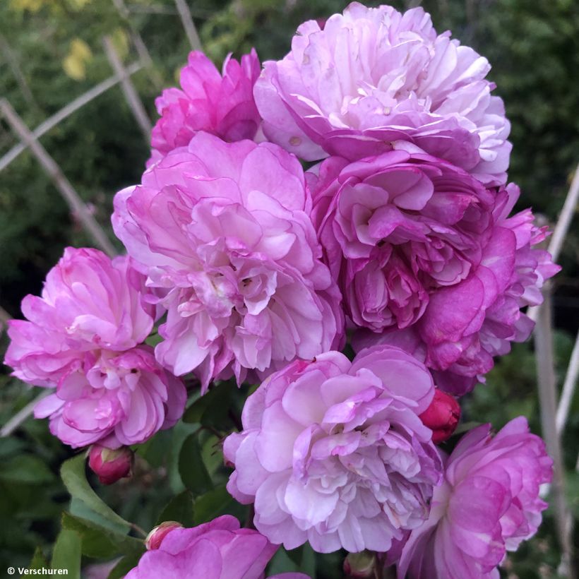 Rosier grimpant Siluetta Lavender (Floraison)