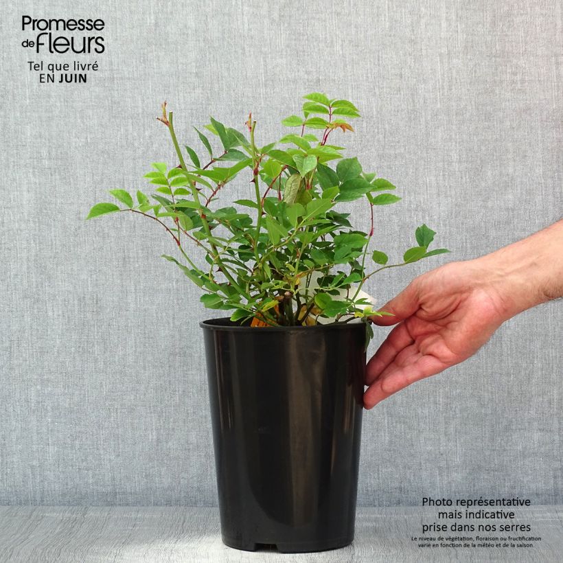Spécimen de Rosier grimpant Siluetta Romantic Pot de 4L/5L tel que livré au printemps