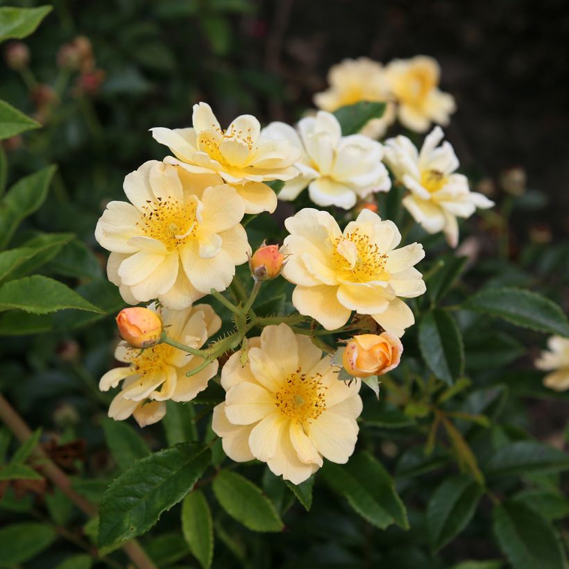 Rosier grimpant Siluetta Sunny (Floraison)