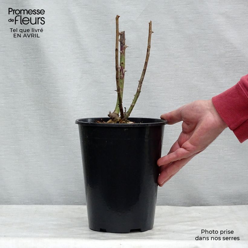 Spécimen de Rosier grimpant That's Jazz - pot de 4L/5L tel que livré au printemps