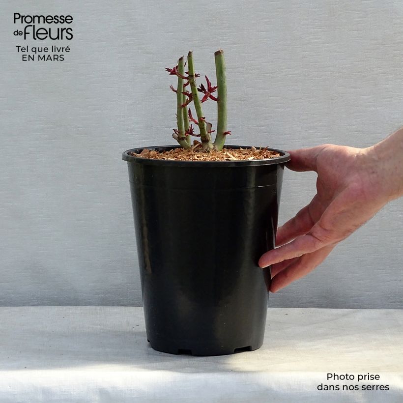 Spécimen de Rosier grimpant Treasure Trove Pot de 4L/5L tel que livré en hiver