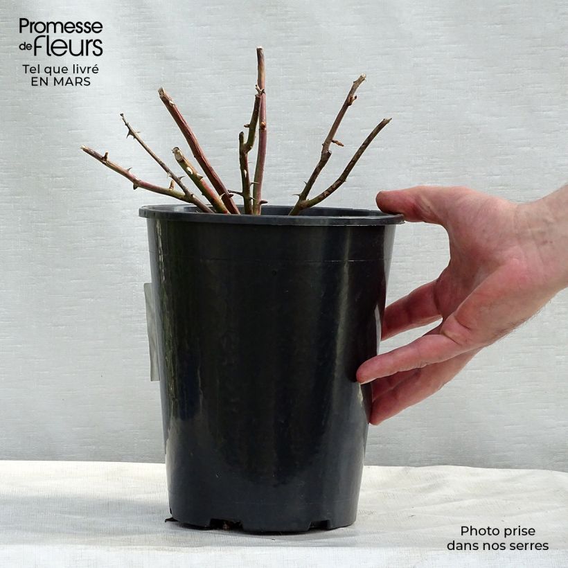 Spécimen de Rosier grimpant White New Dawn en pot de 4L tel que livré au printemps