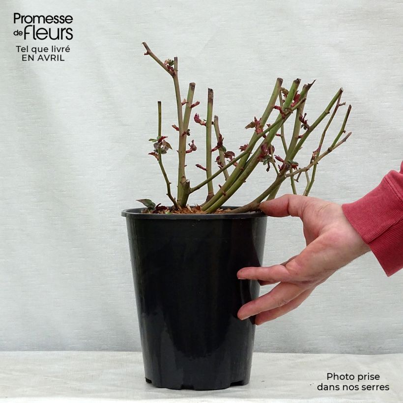 Spécimen de Rosier grimpant Zephirine Drouhin en pot de 4L tel que livré au printemps