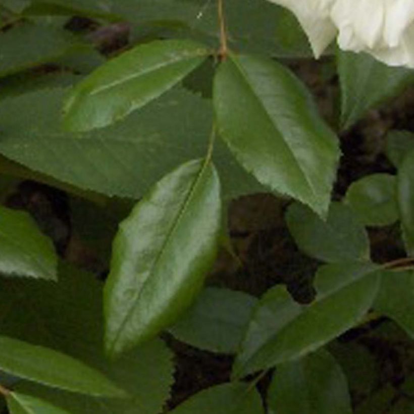 Rosier liane Albéric Barbier (Feuillage)