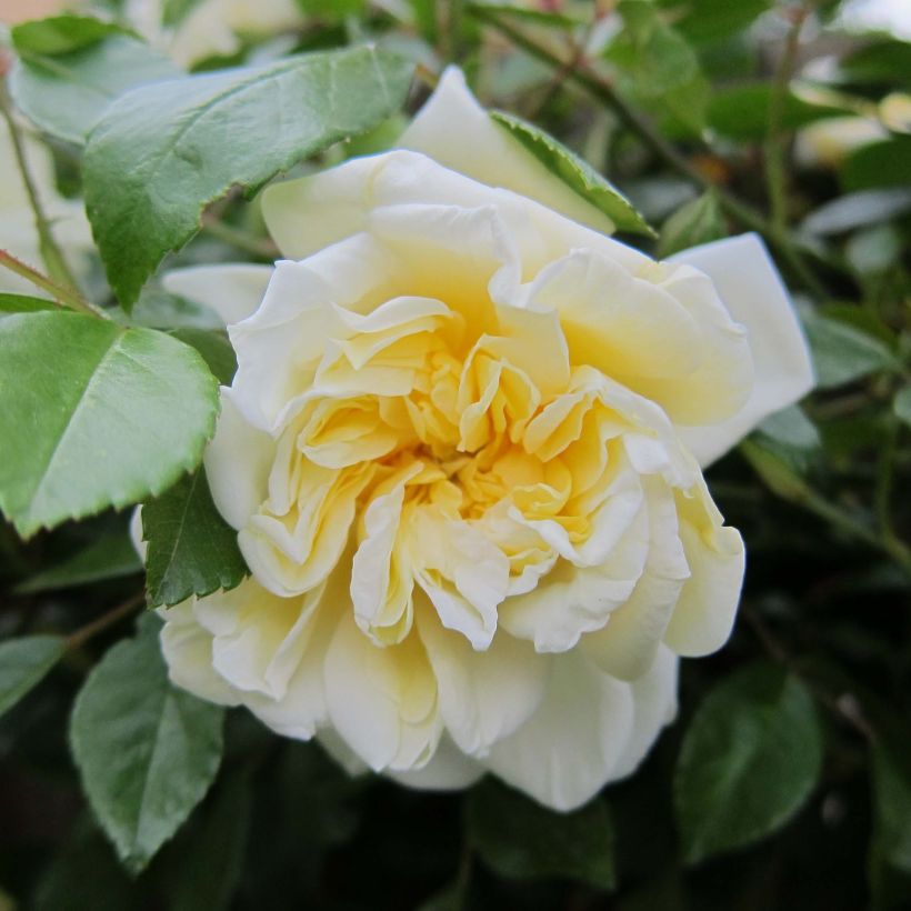 Rosier liane Albéric Barbier (Floraison)