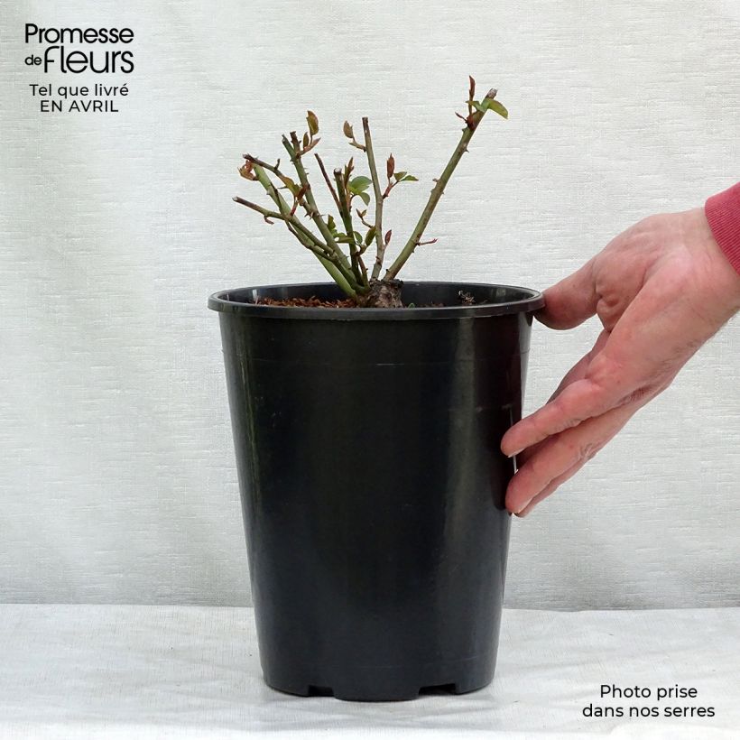 Spécimen de Rosier liane Félicité et Perpétue Pot de 4L/5L tel que livré au printemps