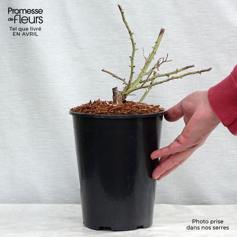 Spécimen de Rosier liane Kew Rambler en pot de 4L tel que livré au printemps