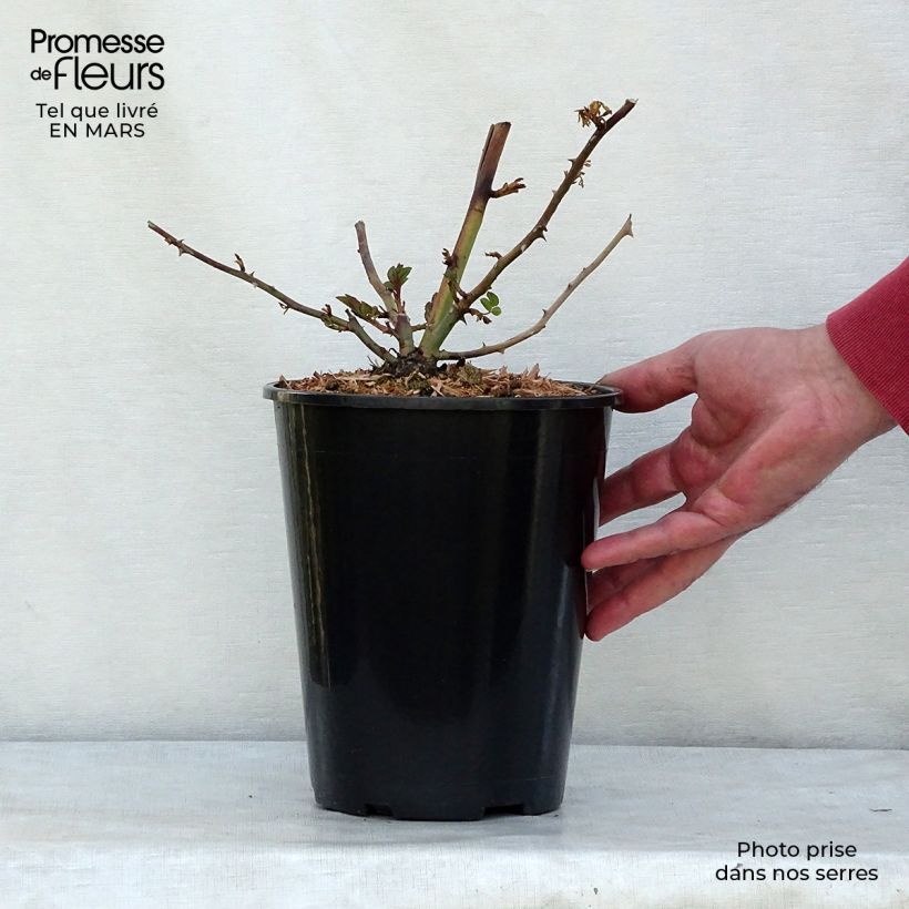 Spécimen de Rosier liane Paul's Himalayan Musk en pot de 4L tel que livré au printemps