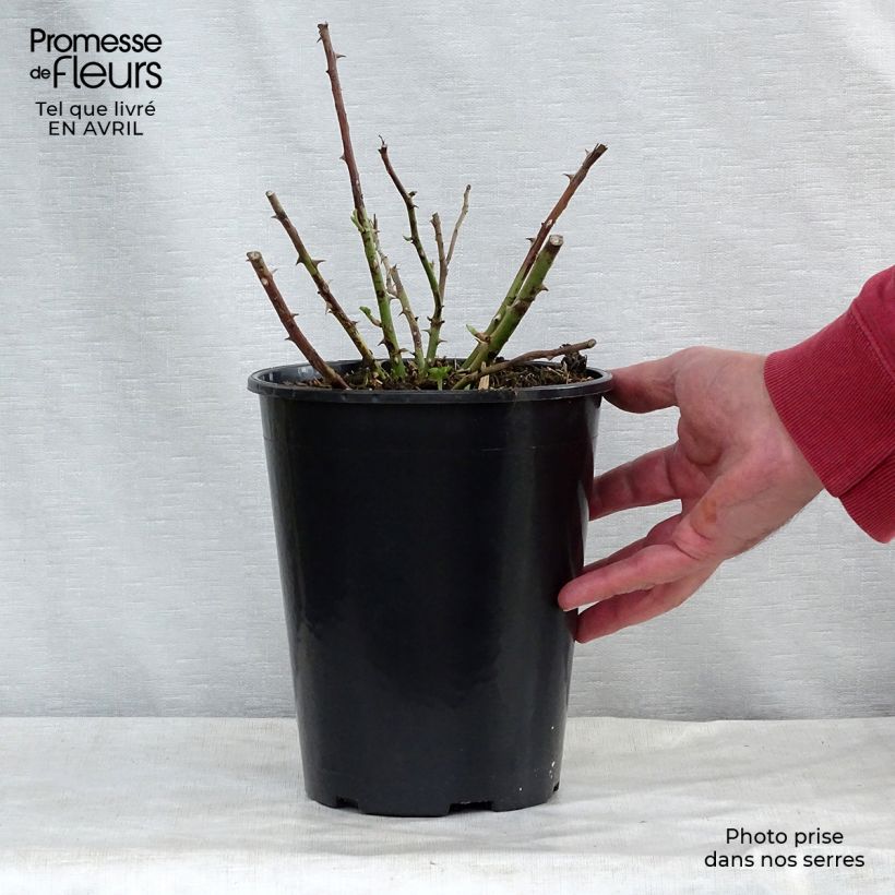 Spécimen de Rosier liane Rambling Rector en pot de 4L tel que livré au printemps