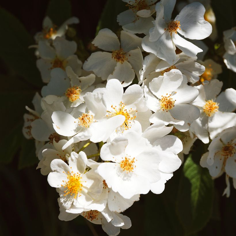 Rosier liane filipes Kiftsgate (Floraison)
