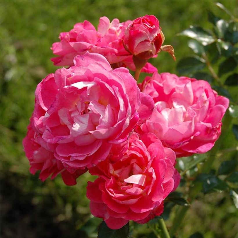 Rosier nain Charmant (Floraison)