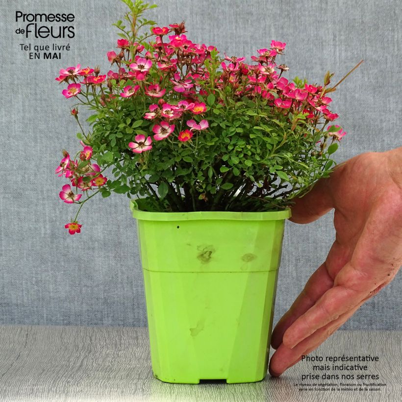 Spécimen de Rosier miniature Cutie Pie Godet de 9 cm tel que livré au printemps