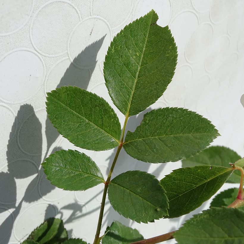 Rosier nain Bordure Blanche (Feuillage)