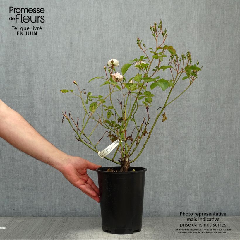 Spécimen de Rosier nain Bordure Blanche en pot de 4L. tel que livré au printemps