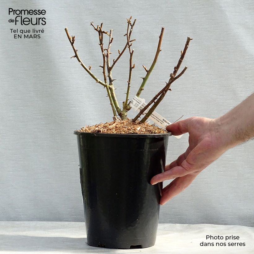 Spécimen de Rosier nain Bordure Camaïeu Pot de 3L/4L tel que livré au printemps