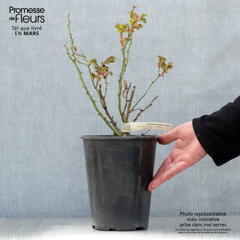 Spécimen de Rosier nain Bordure Nacrée en pot de 4L/5L tel que livré au printemps