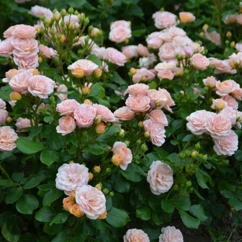 Rosier nain Bordure Nacrée (Floraison)