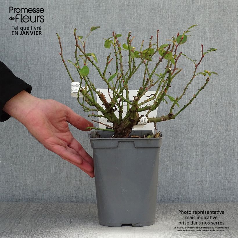 Spécimen de Rosier nain Bordure Rose en pot de 2/3L tel que livré en hiver