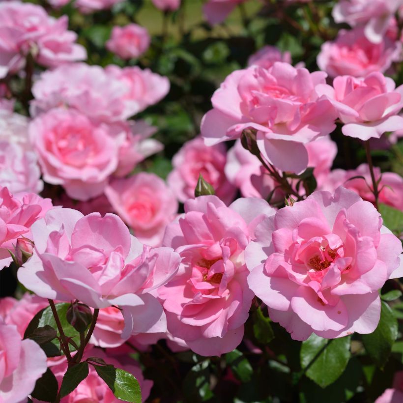 Rosier nain Bordure Rose (Floraison)