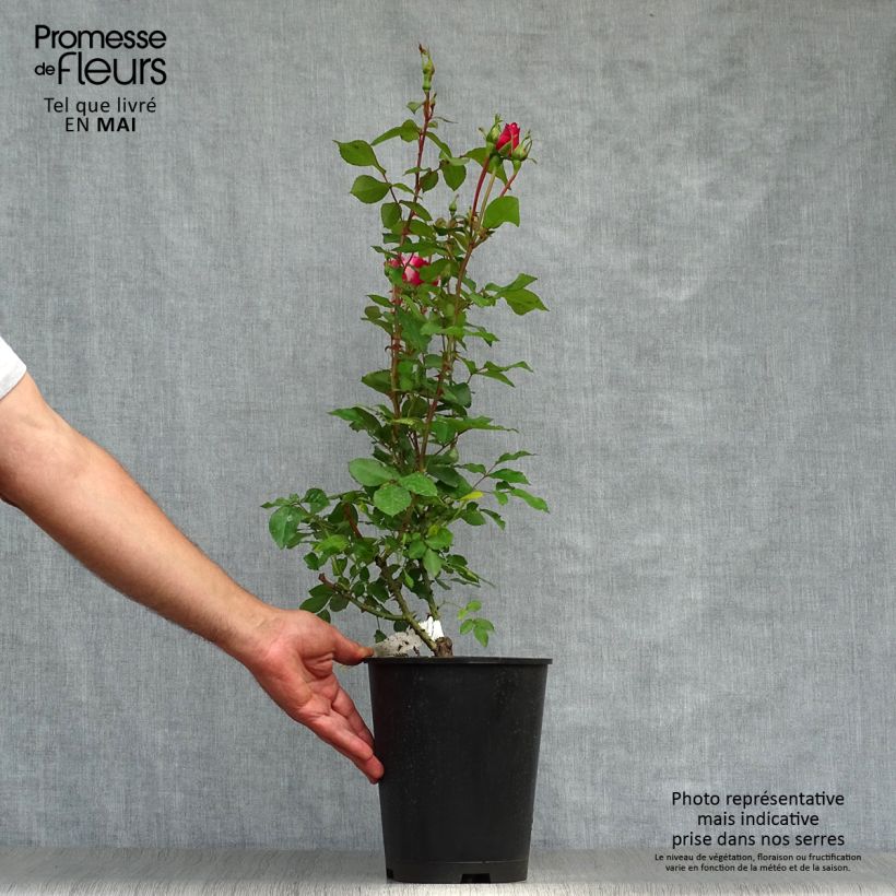Spécimen de Rosier nain Bordure Vive en pot de 5L tel que livré au printemps