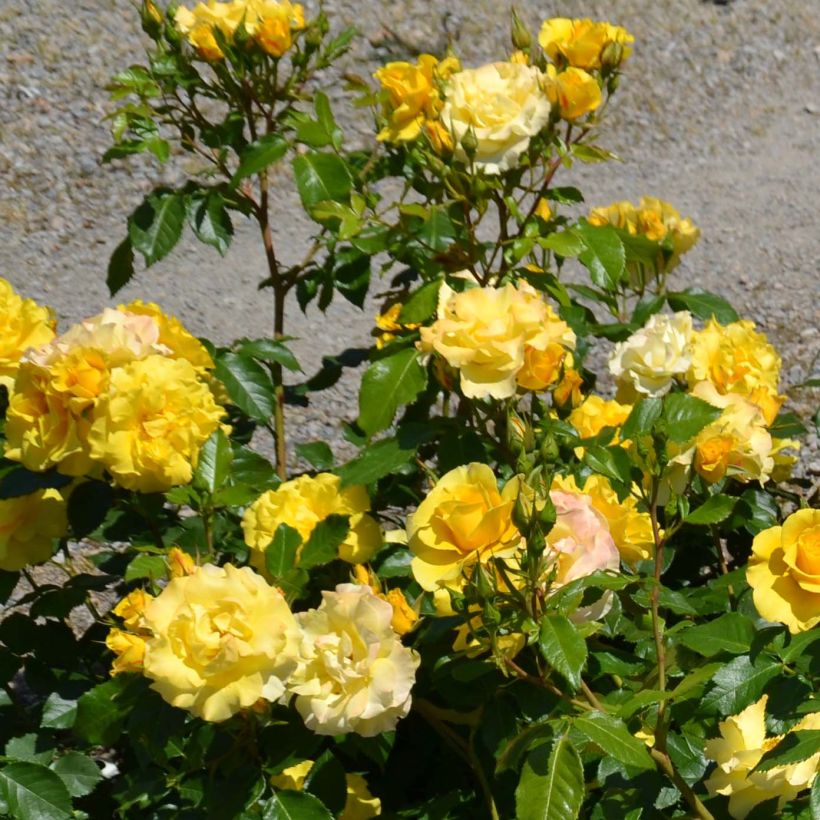 Rosier nain Bordure d'Or (Floraison)