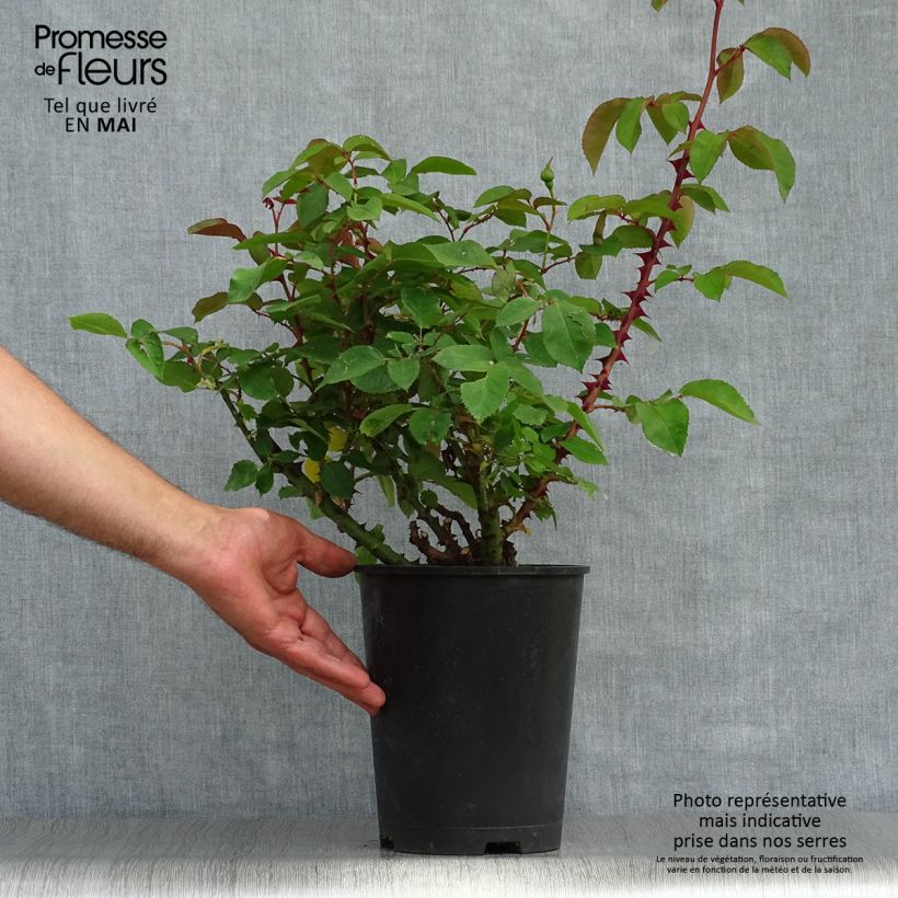 Spécimen de Rosier nain Bordure d'Or en pot de 2L/3L. tel que livré au printemps