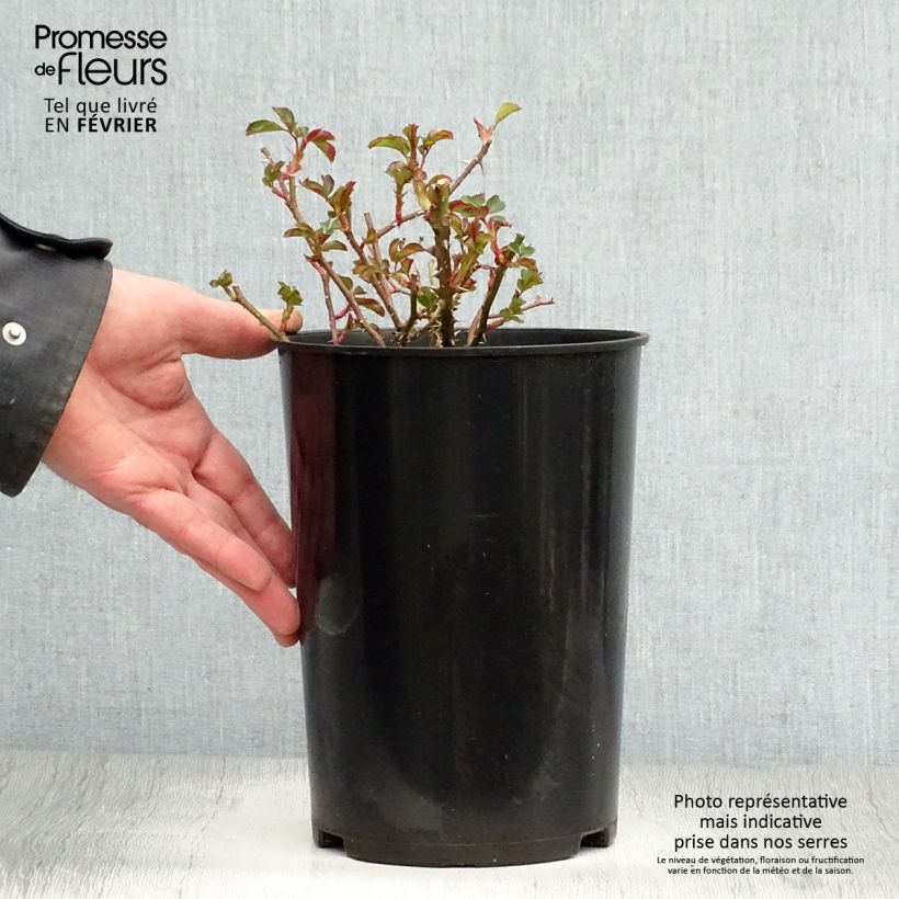Spécimen de Rosier nain Coral Babylon Eyes Pot de 4L/5L tel que livré en hiver